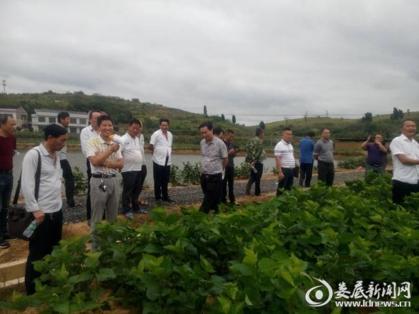 青树坪镇未来繁荣蓝图，最新发展规划揭秘