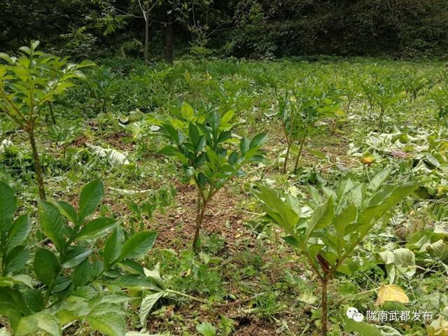 洛塘镇最新项目，引领地区发展的强大引擎