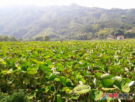 贯岭镇未来繁荣蓝图，最新发展规划揭秘