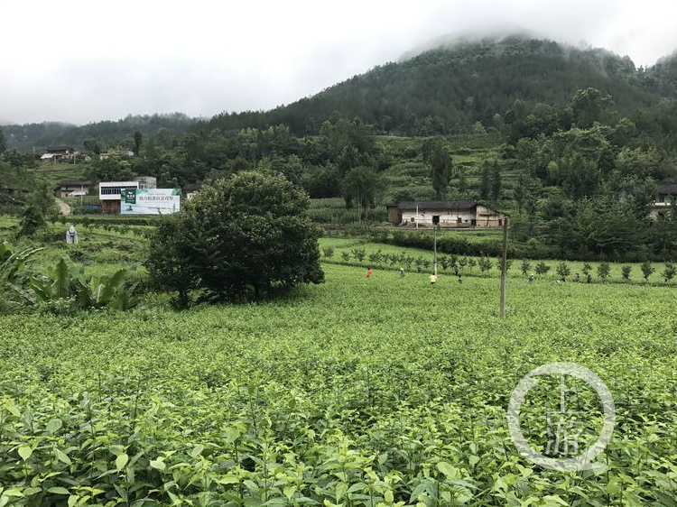 柴柏村新项目，乡村振兴典范引领之路