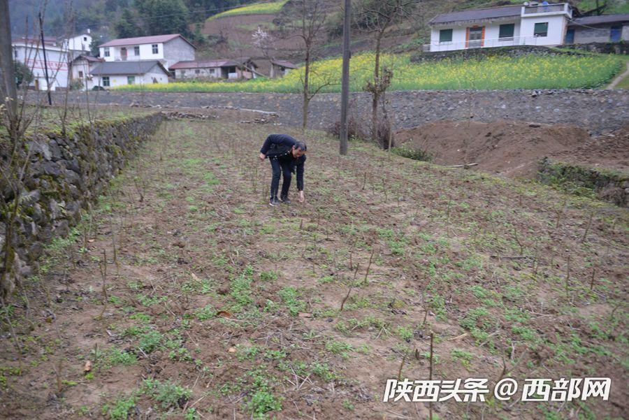 熨斗村重塑乡村风貌，最新发展规划推动可持续发展