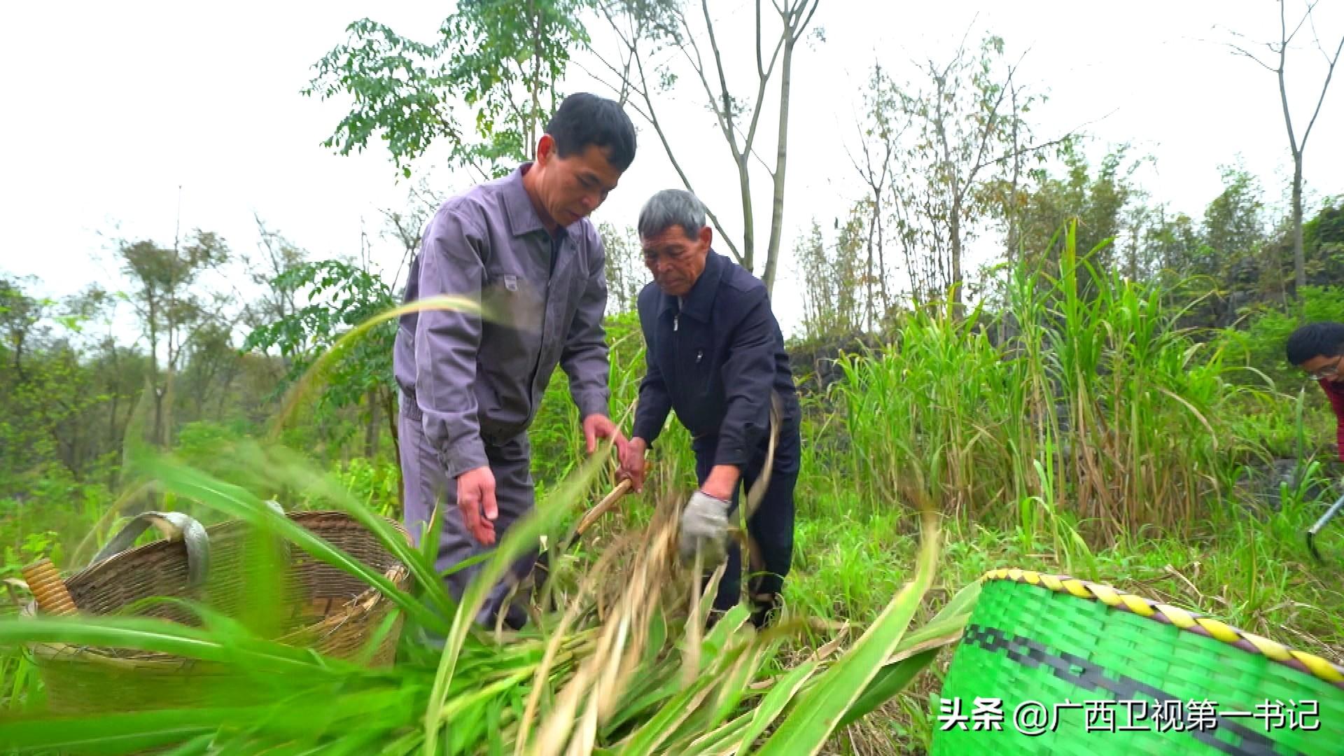 古城镇交通迈向现代化新篇章，最新交通新闻一览