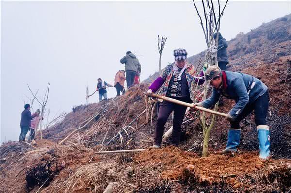 梨树村新项目启动，乡村振兴新篇章开启