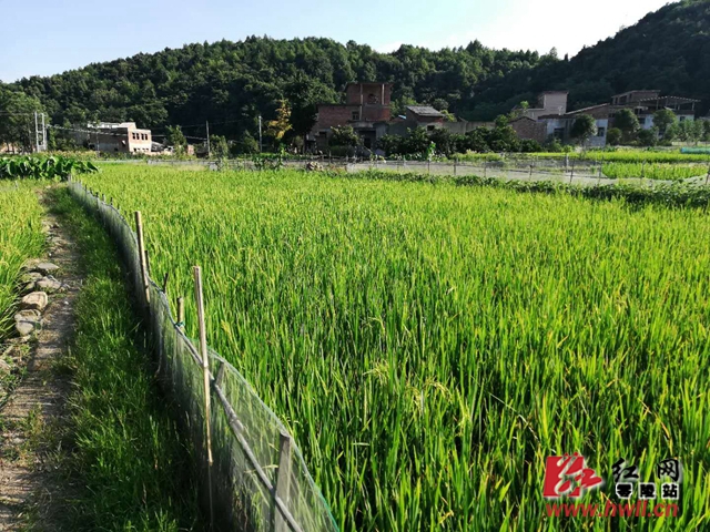 石岩头镇未来繁荣新蓝图，最新发展规划揭秘