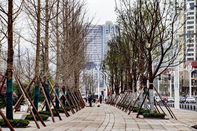 合肥市园林管理局新项目，塑造绿色生态城市的未来愿景